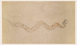 Bill Traylor, Brown Spotted Snake, 1939-1942