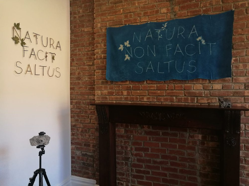 Olivia Mihălțianu, Natura non facit saltus / Natura facit saltus, 2019 