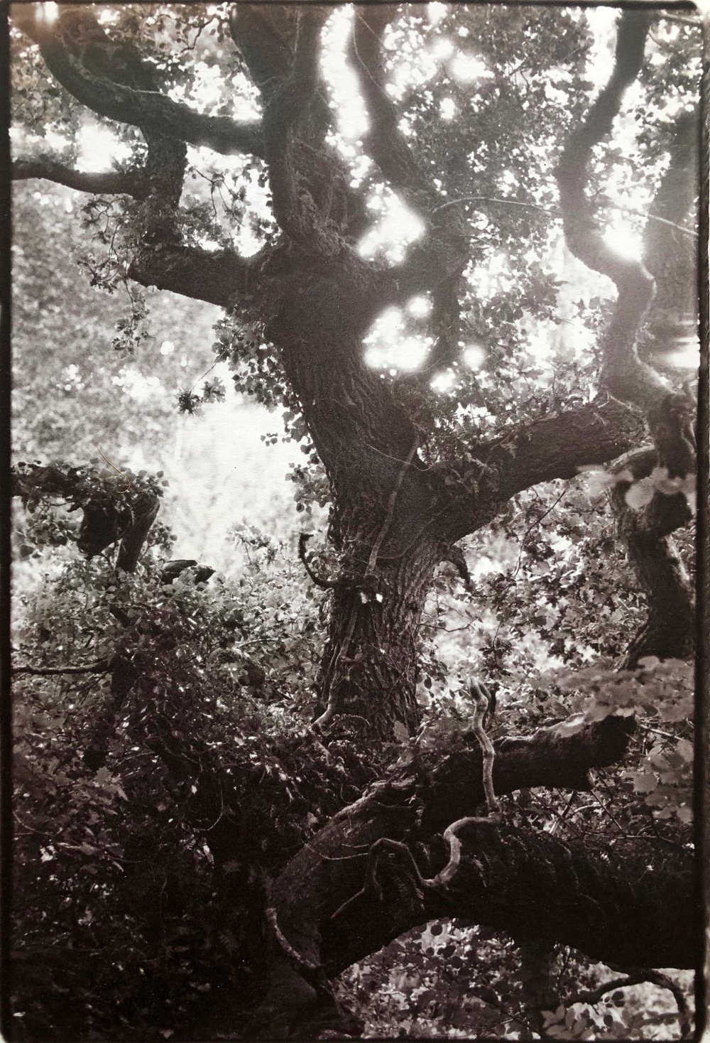 Roger Eaton, Oak, Cornwall, 1989