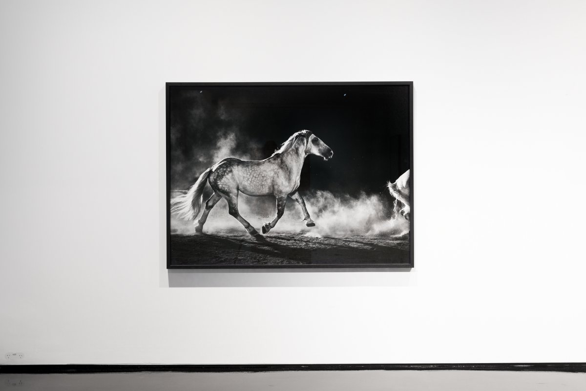 Amos Gebhardt, Fetlock, 2019