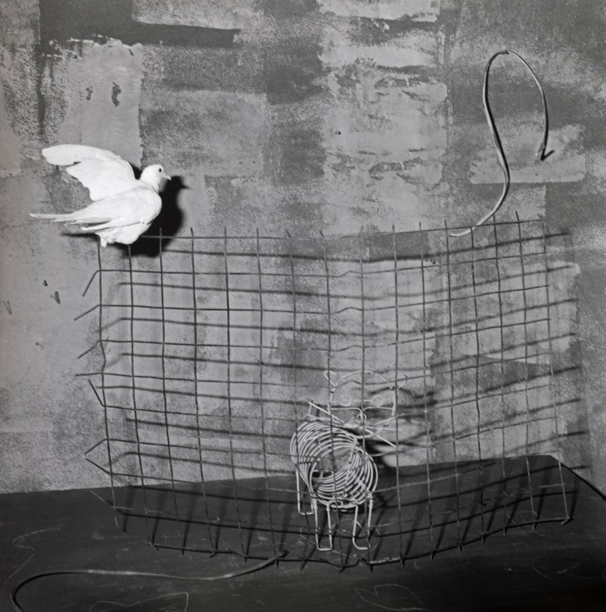 Roger Ballen, Caged Cat, 2003