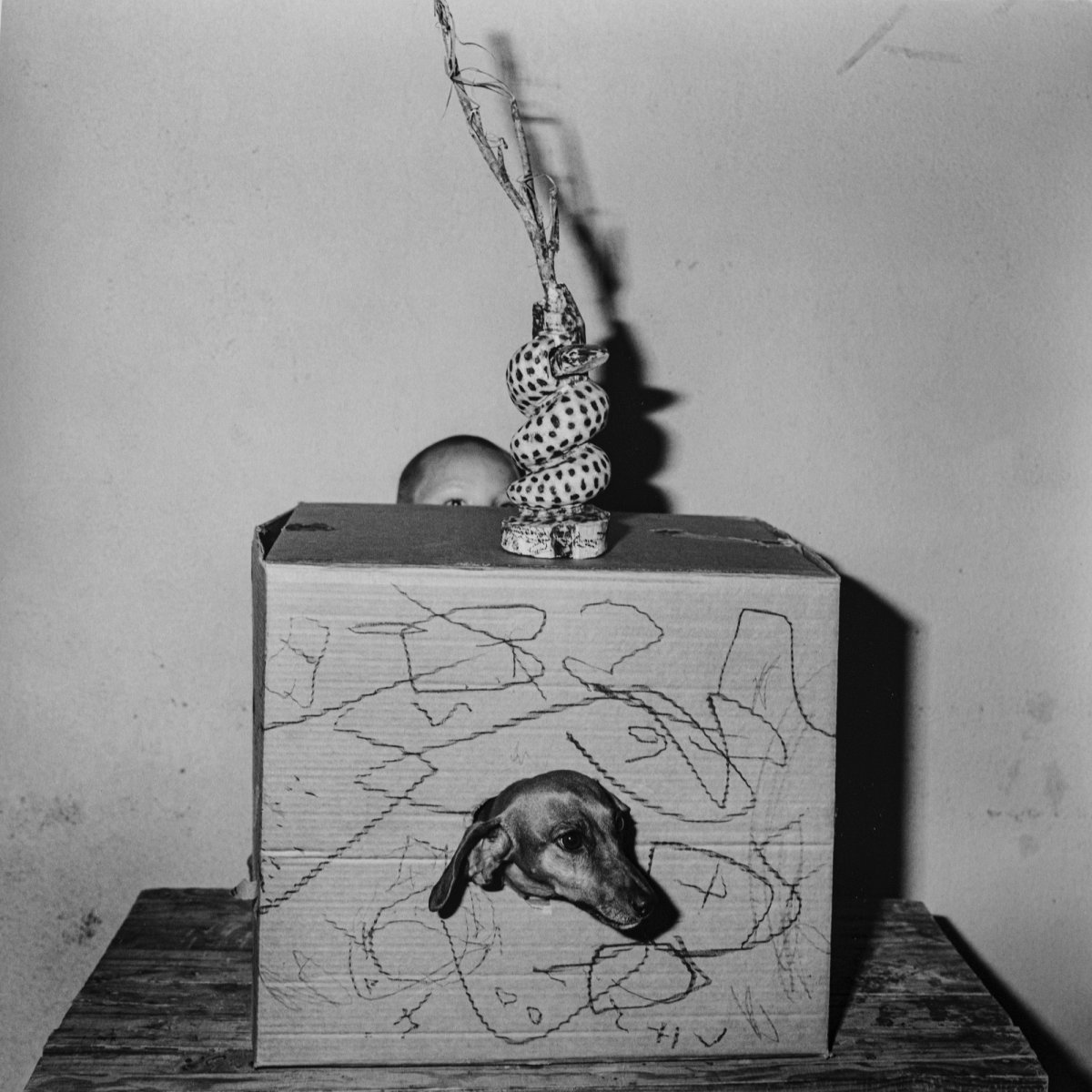 Roger Ballen, Hide and Seek, 2003