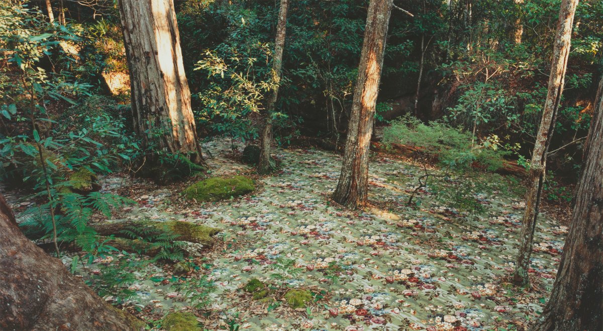 Rosemary Laing, groundspeed (Rose Petal) #17, 2001