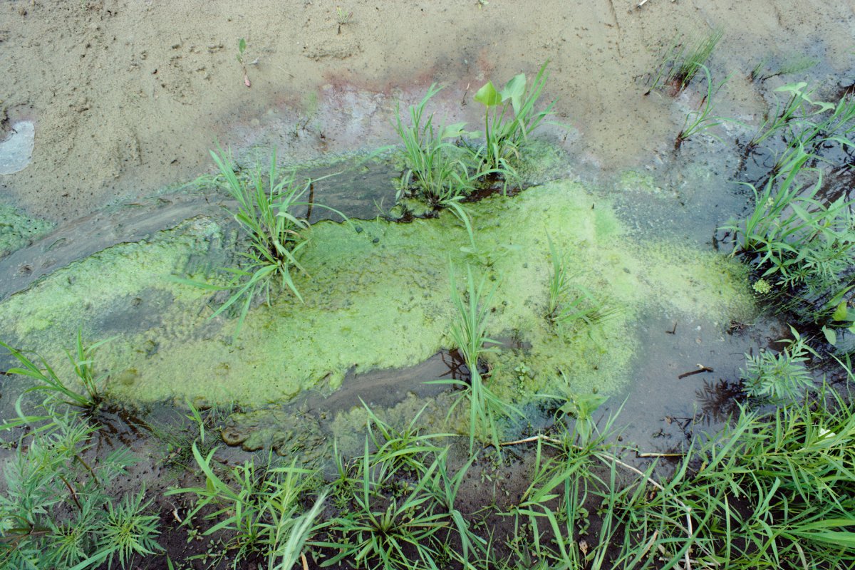 Ana Mendieta, Untitled: Si/ueta Series, Iowa, 1979 / 2023  