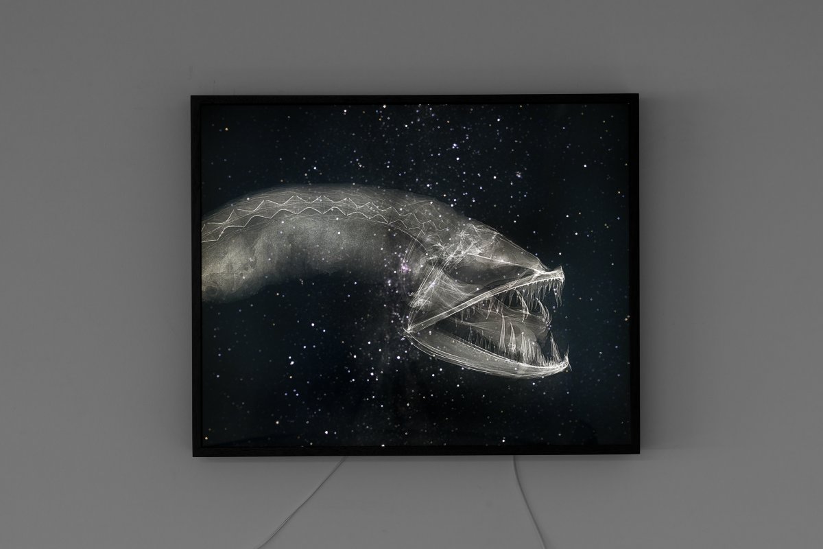 Amos Gebhardt, Dragonfish, 2023