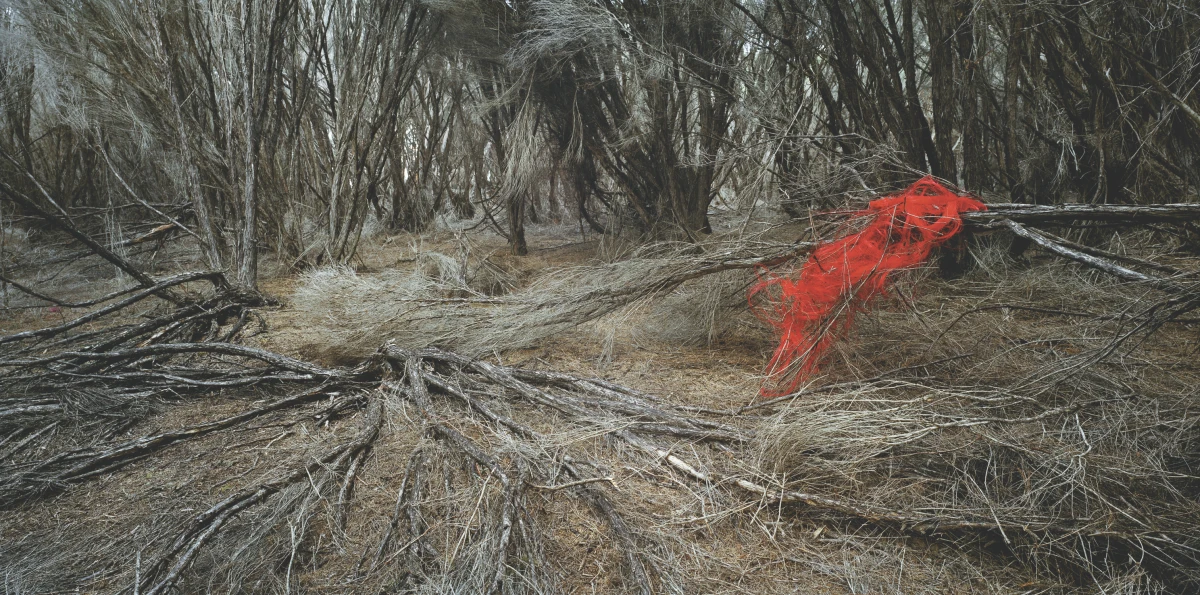 Rosemary Laing, weather (Eden) #1, 2006