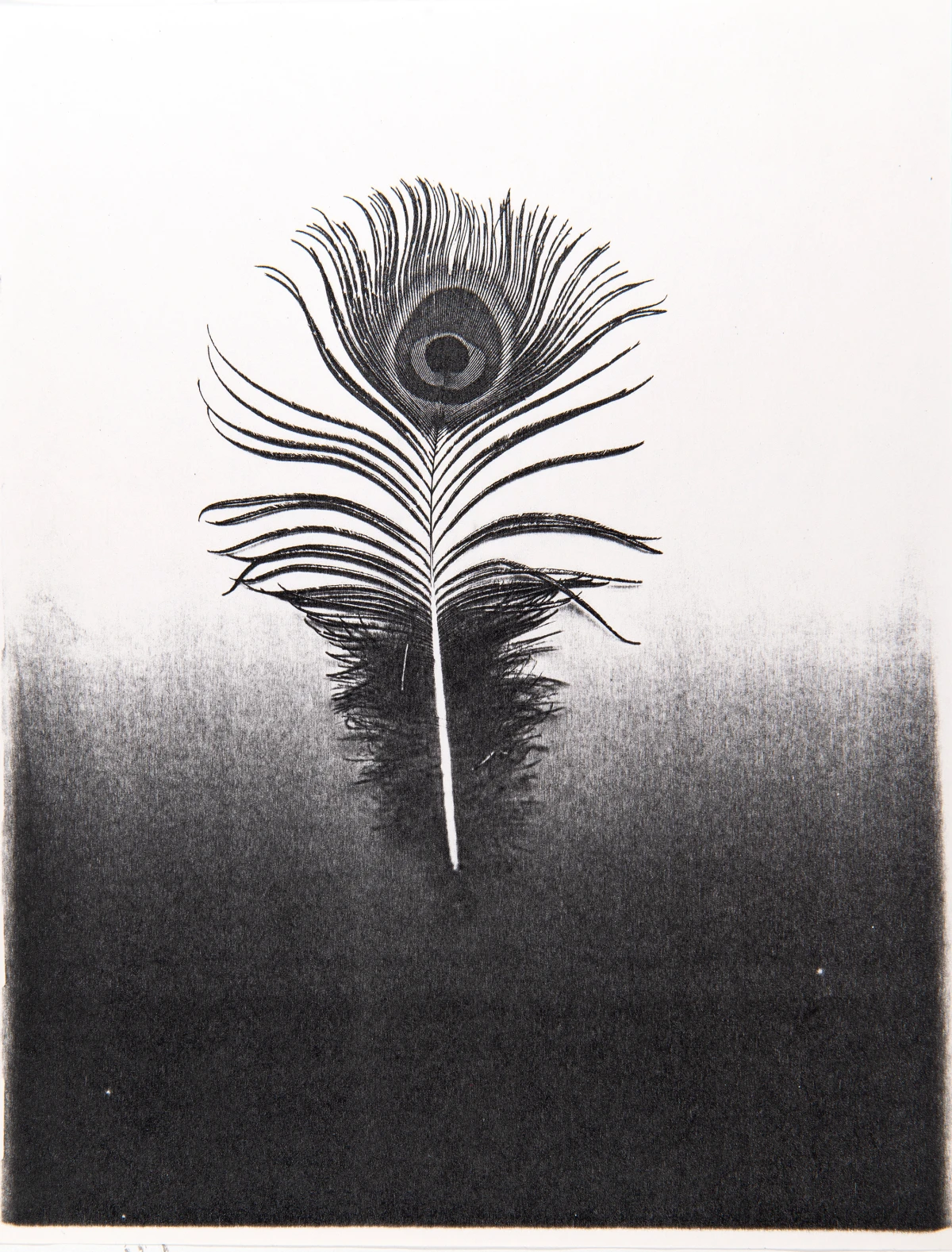 Pati Hill, Untitled (peacock feather), c. 1977-79