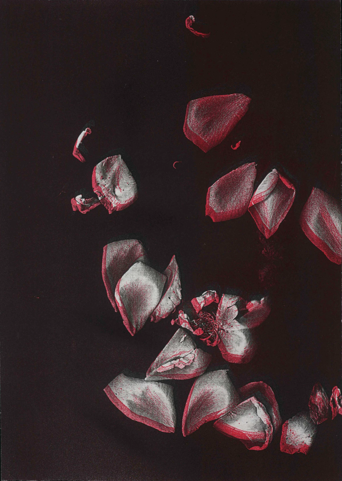 Pati Hill, Untitled (red and white petals), c. 1990