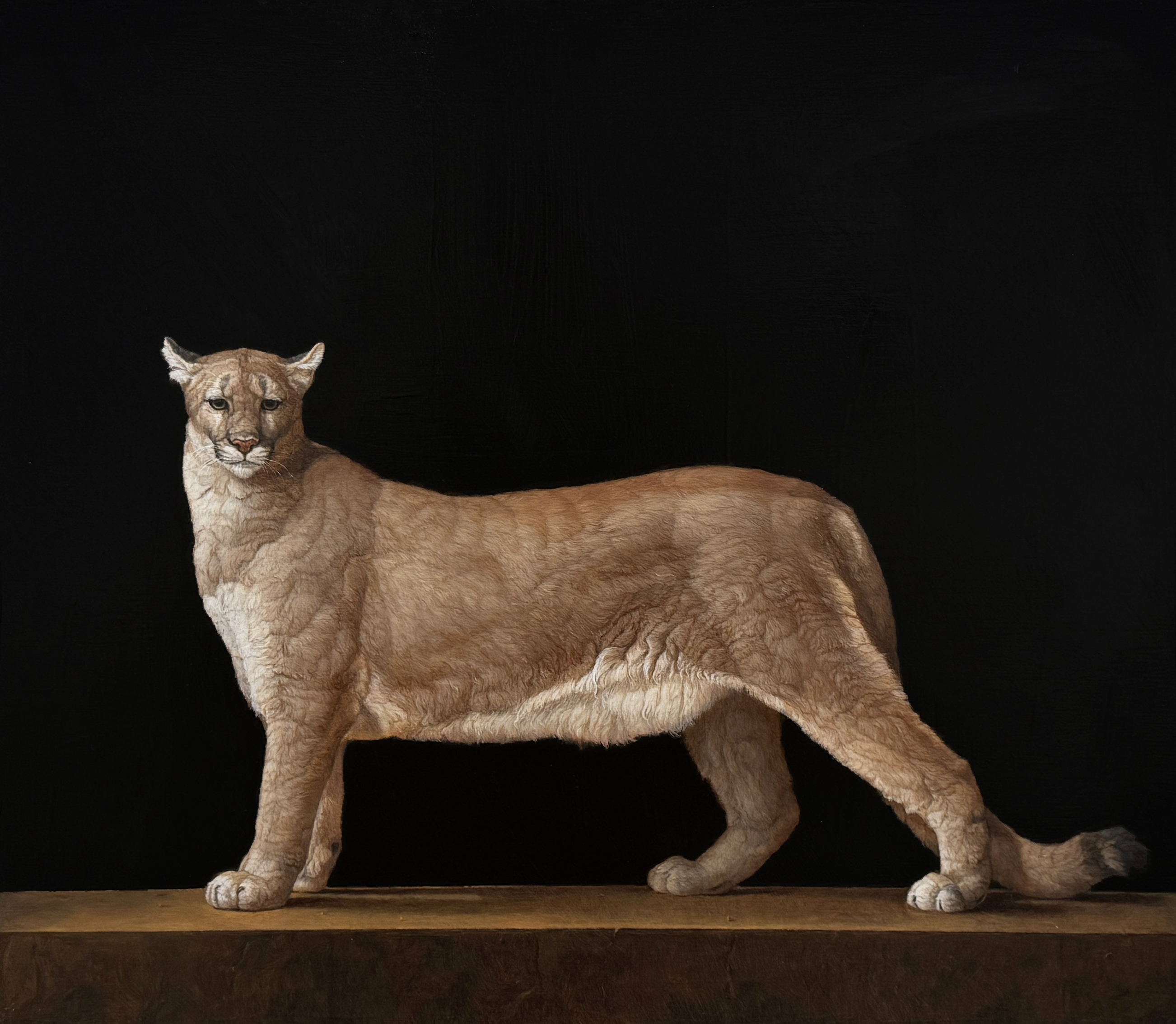 Patricia Traub, Saved Mountain Lion, 2017