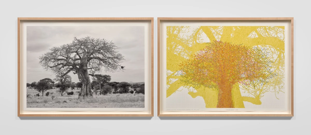 Charles Gaines, Numbers and Trees: Tanzania Series 2, Baobab, Tree #4, Zinza, 2025